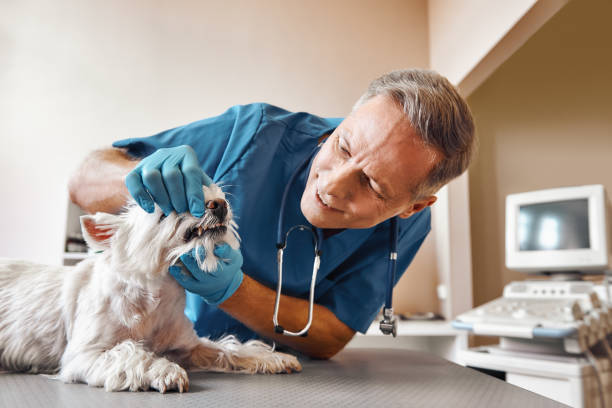 Best Emergency Gum Treatment in Bargersville, IN